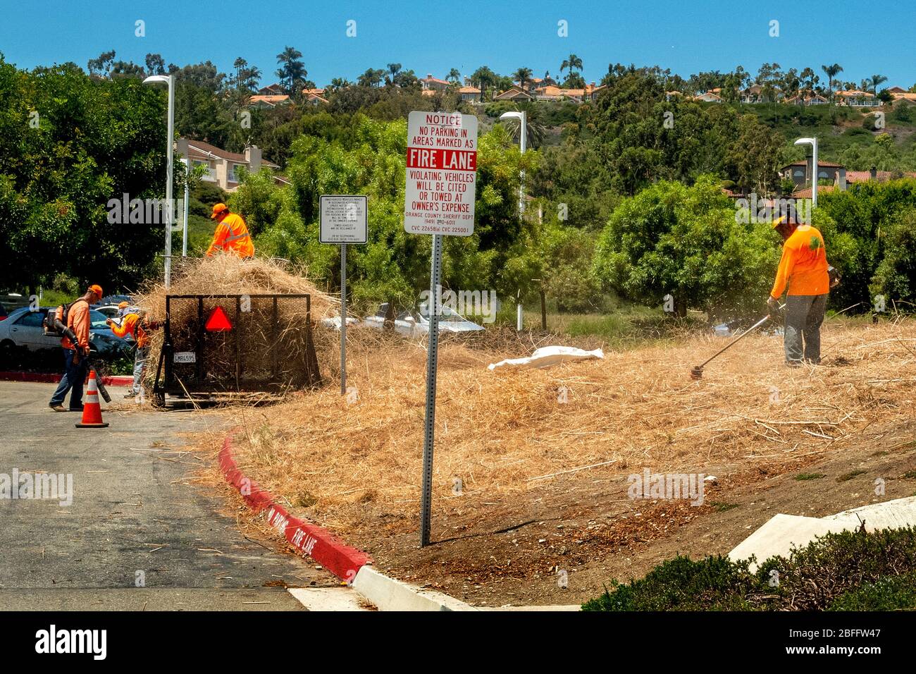 Hispanic workmen harvest and remove dry brush in summer in Laguna Niguel, CA. The dry brush is a serious fire hazard. Stock Photo