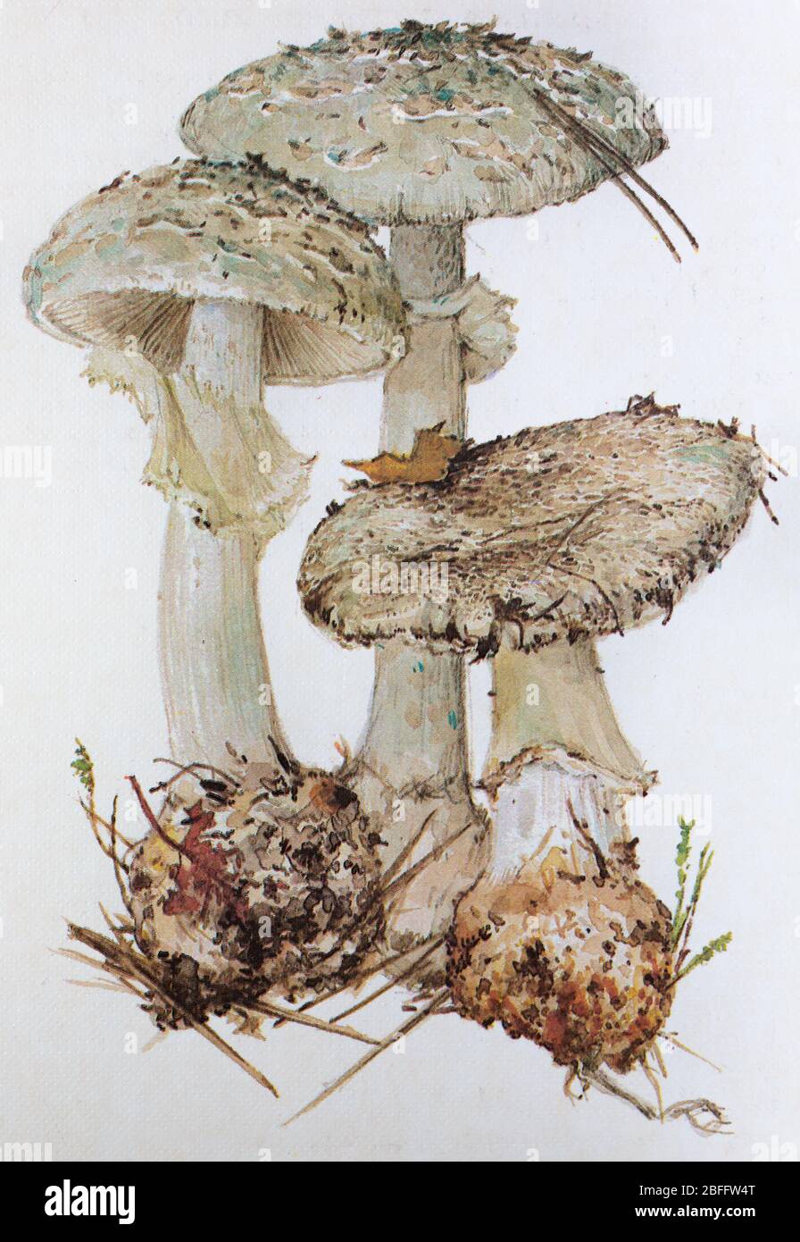 Citron Amanita, Amanita citrina, Amanita mappa, false death cap