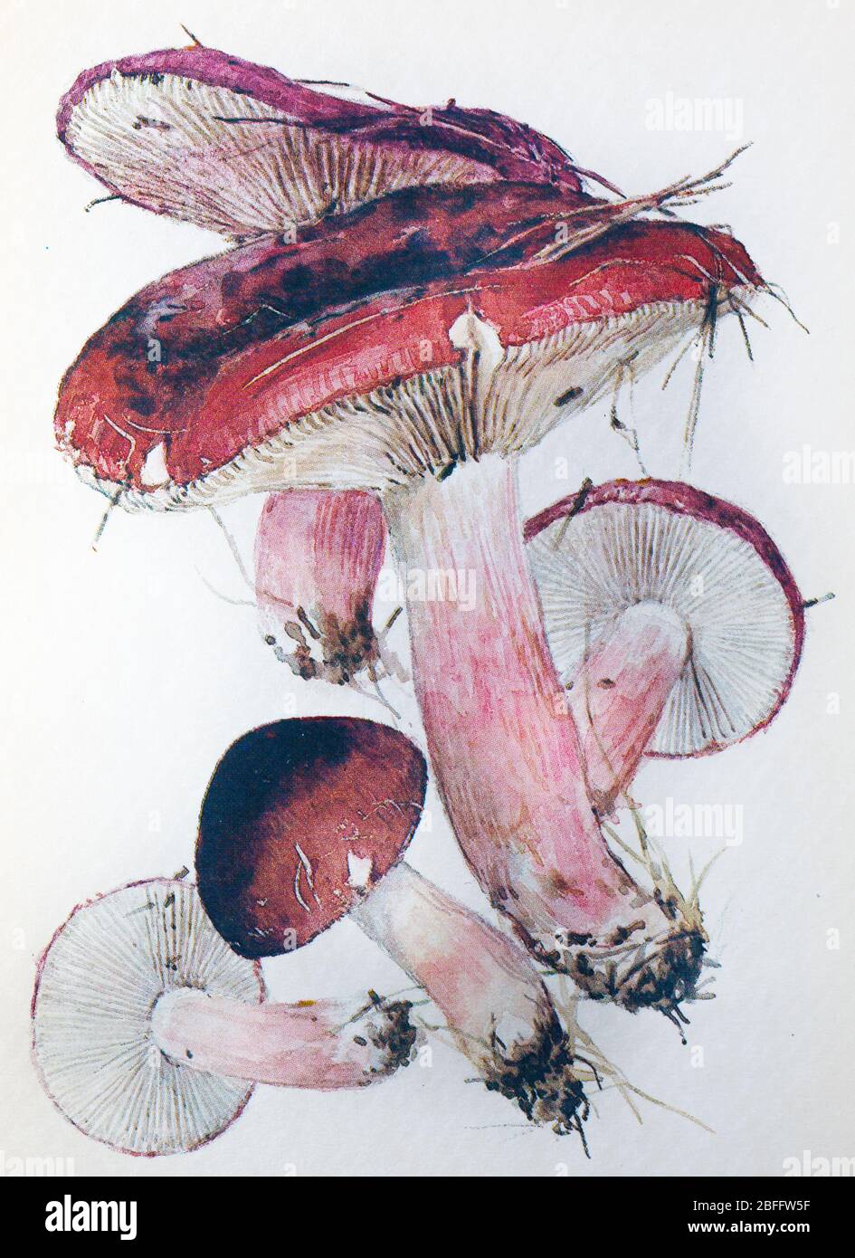 Russula fragilis, fragile brittlegill mushroom Stock Photo