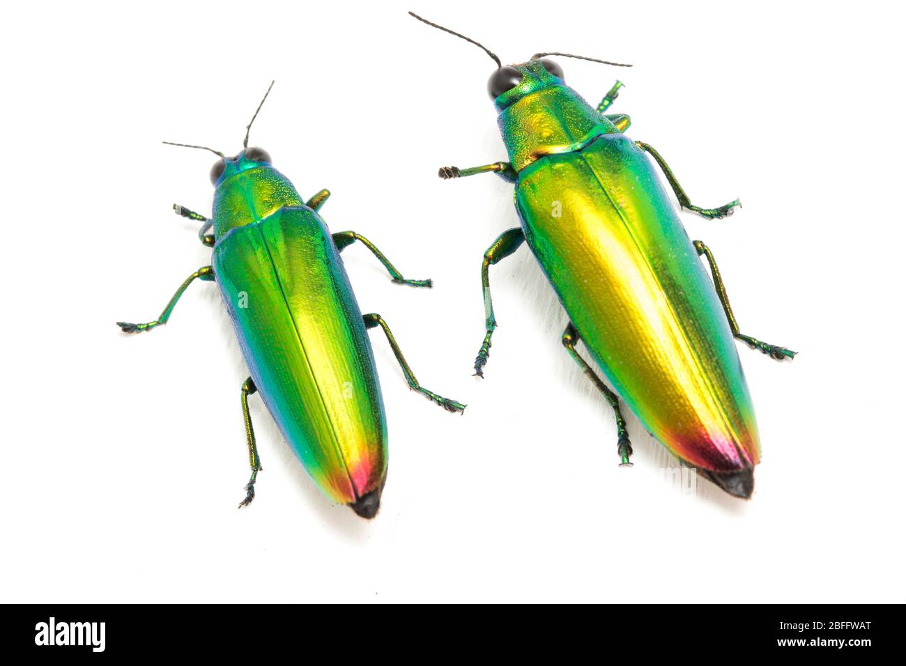 Chrysochroa fulminans nishiyamai hires stock photography and images