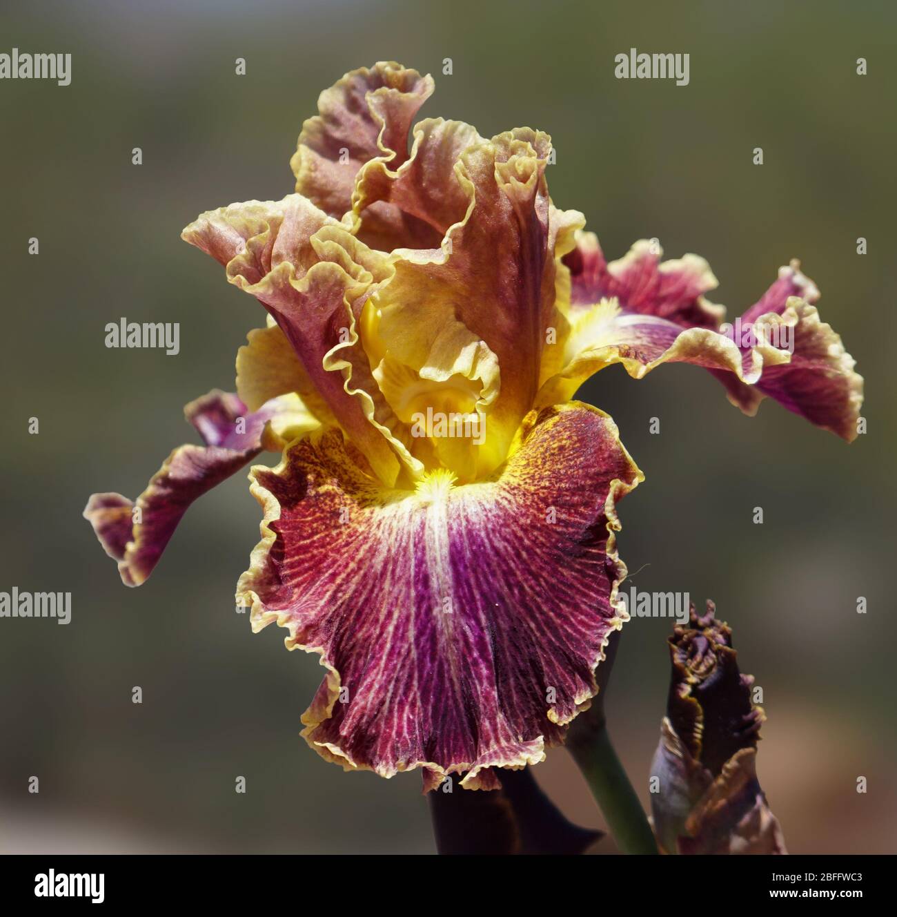 A beautiful burgundy and golden iris flower with lacy petals and yellow beard. Stock Photo