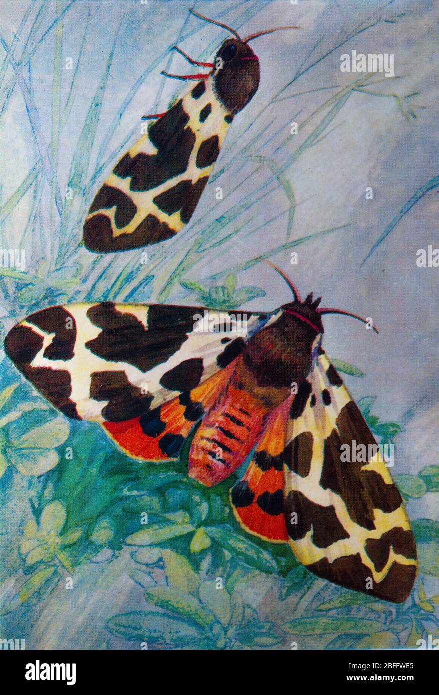 Arctia caja, garden tiger moth, great tiger moth Stock Photo