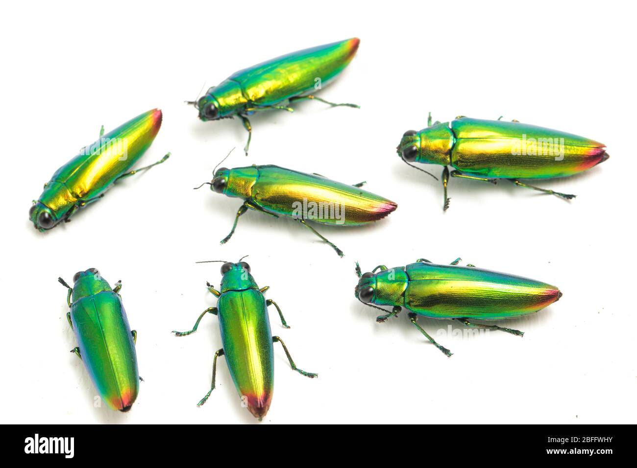 Chrysochroa fulminans nishiyamai hires stock photography and images