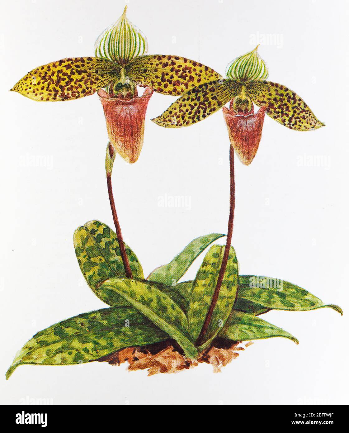 Paphiopedilum sukhakulii, orchid flower, Soviet postcard illustration, 1988 Stock Photo