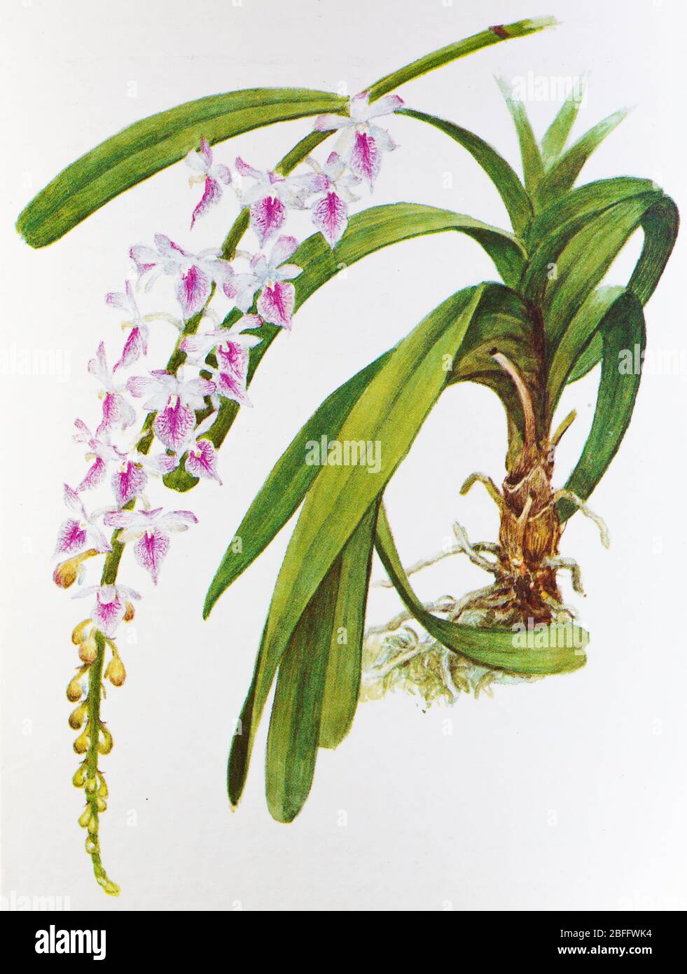 Aerides rosea, Aerides fieldingii, orchid flower, Soviet postcard illustration, 1988 Stock Photo