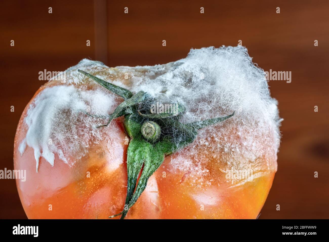 Rotten tomato with mold and fungi closeup on a dark background. Stock Photo