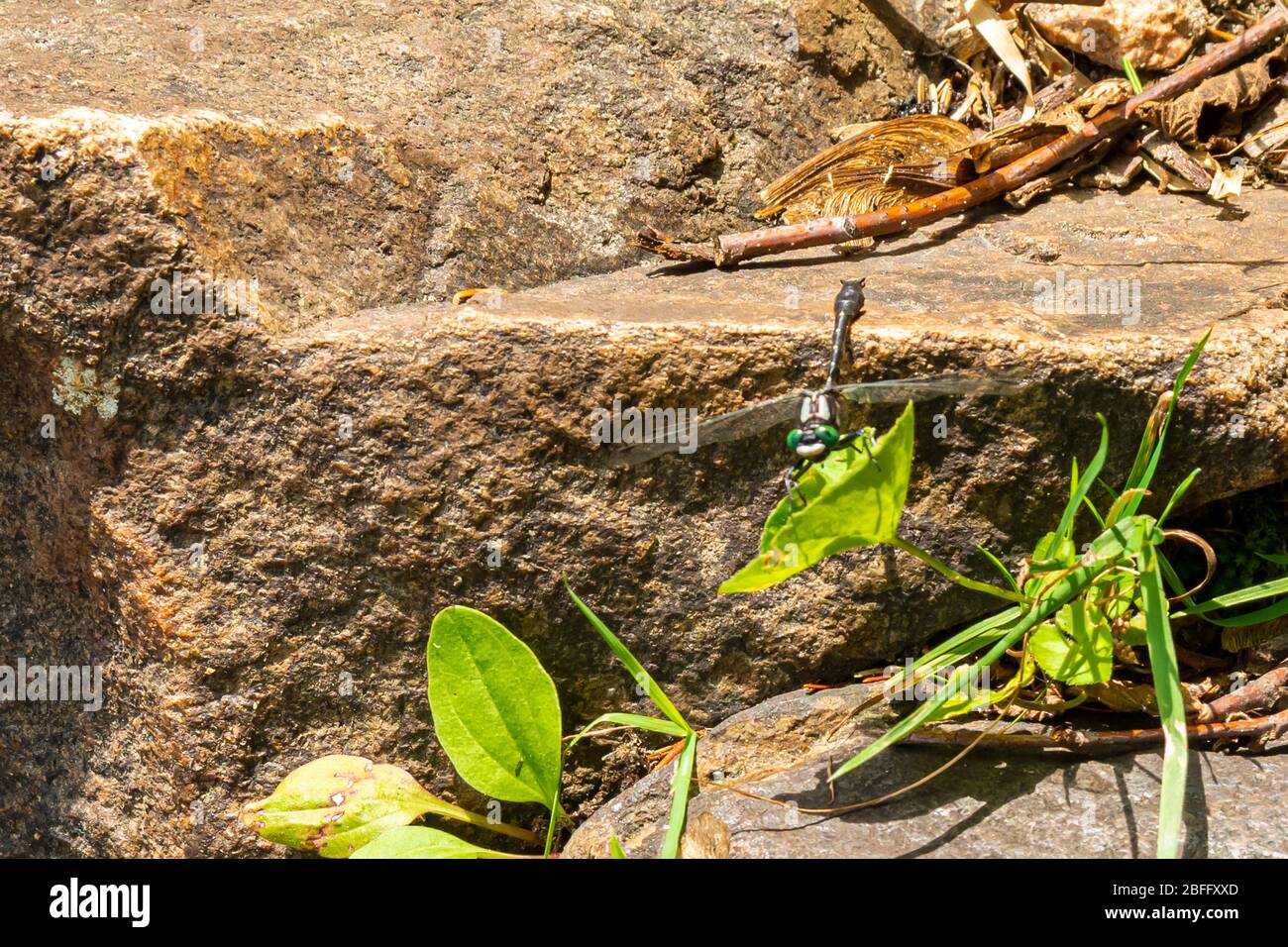 Dragon Fly on rock Stock Photo