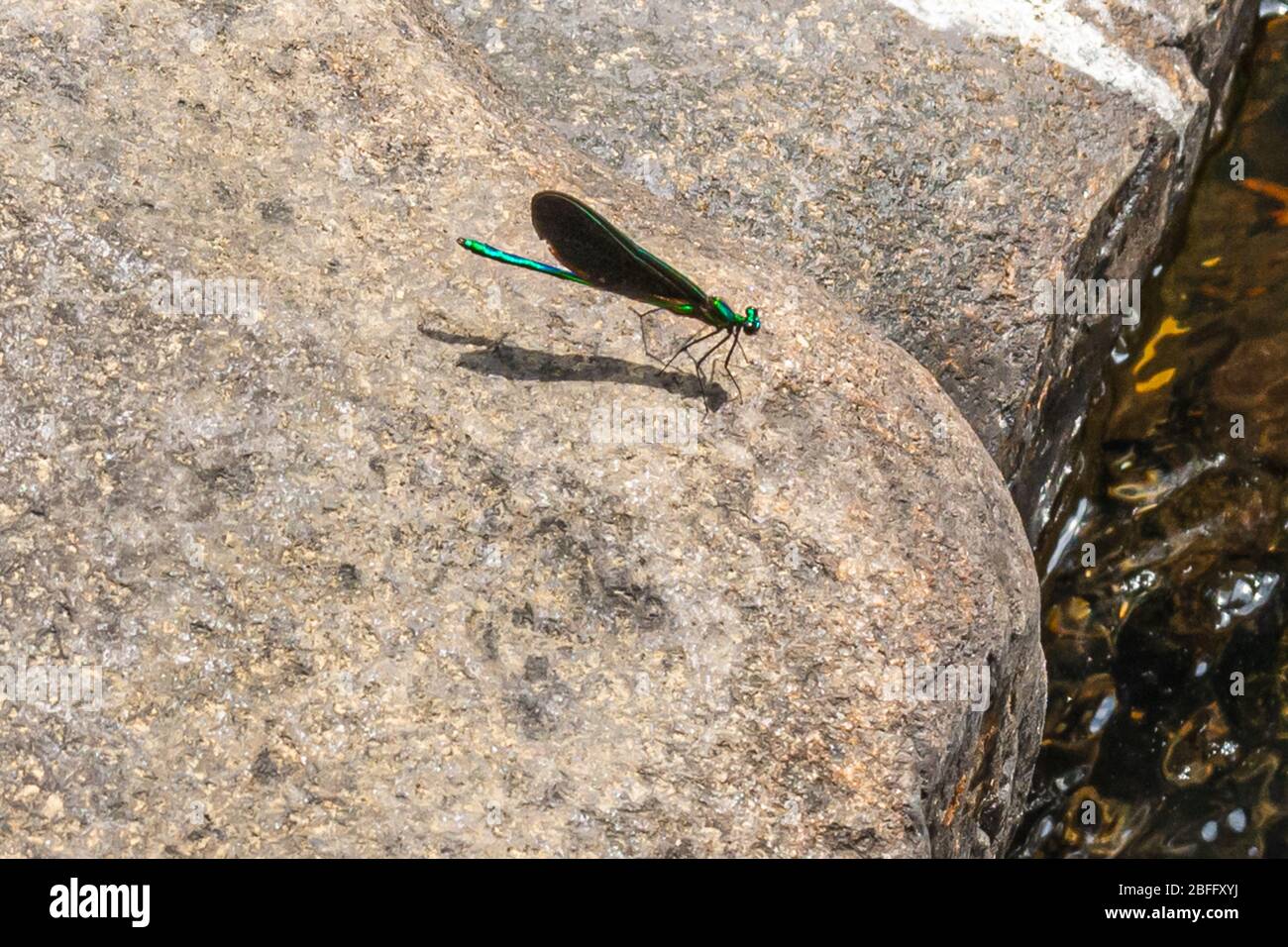 Dragon Fly on rock Stock Photo