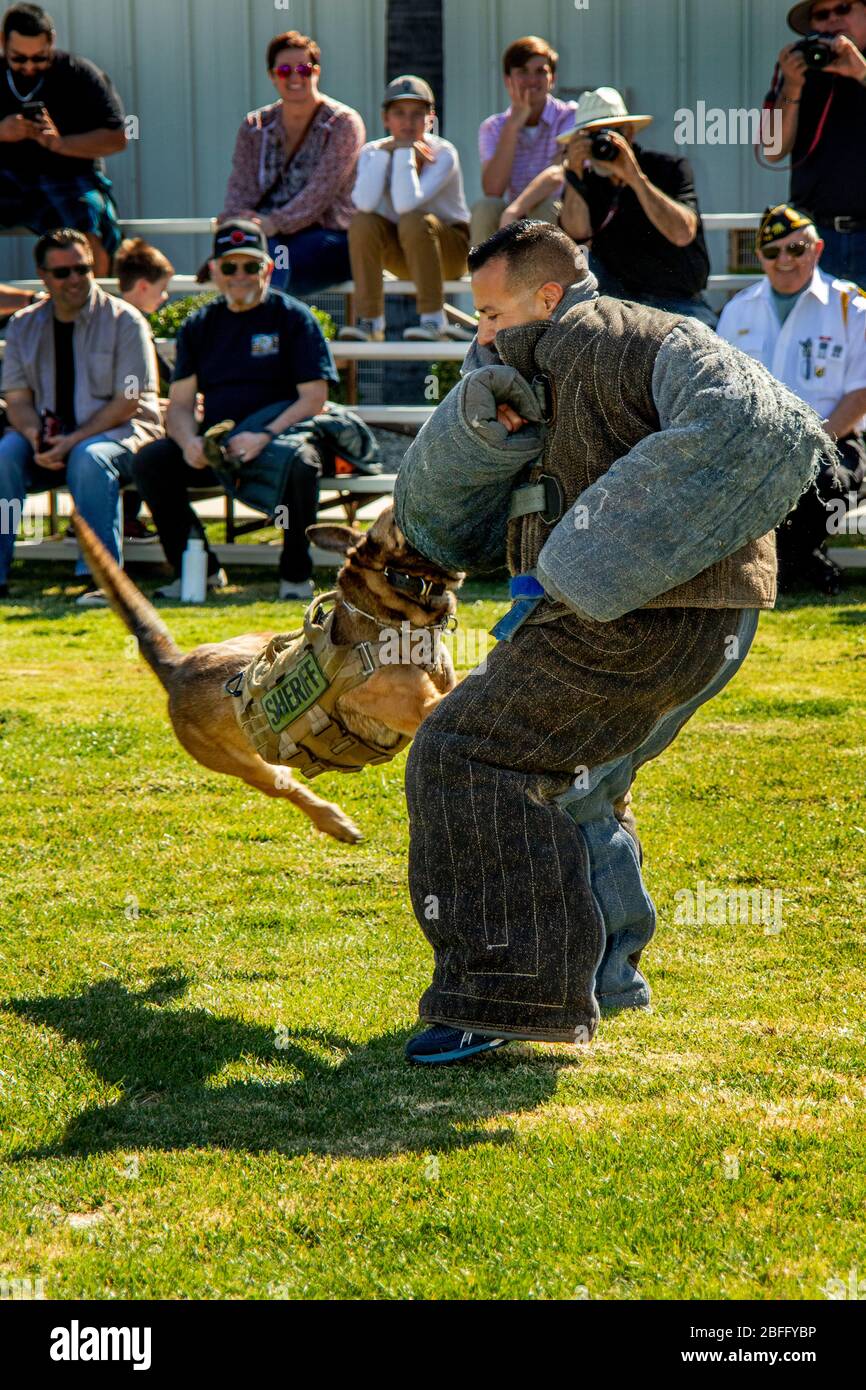Wearing heavy padding, a Hispanic deputy sheriff demonstrates the biting strength of an