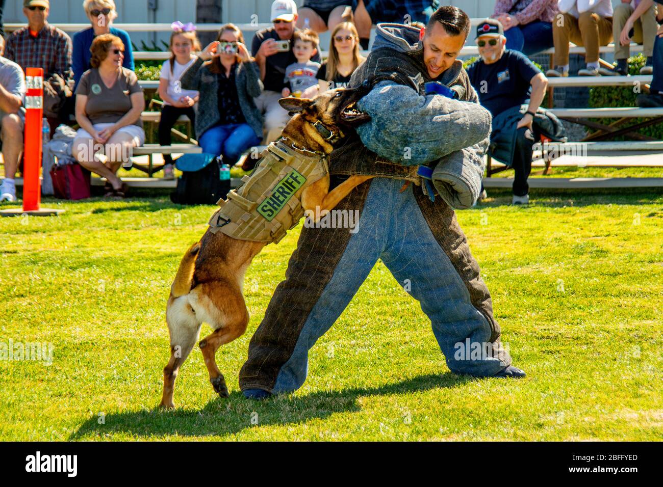 dog attack jacket