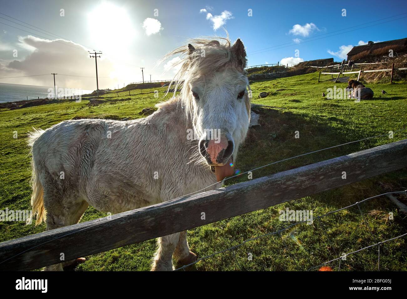 White horse looking at camera in outdoor photograph at an Irish oceanview farm on a hill in the Dingle Peninsula of Ireland. Stock Photo
