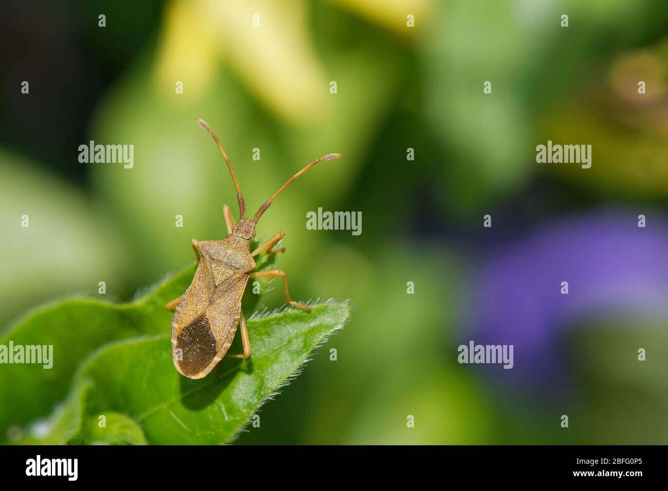 Box bug (Gonocerus acuteangulatus) on a Greater Periwinkle (Vinca major) leaf in a garden, Wiltshire, UK, April. Stock Photo