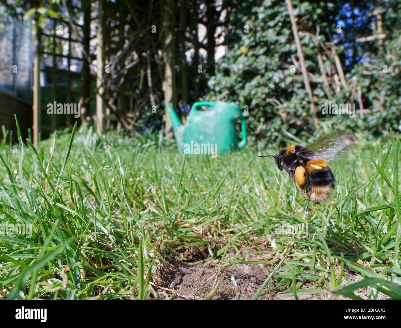 Buff-tailed bumblebee (Bombus terrestris) queen about to land at her nest burrow in a garden lawn with full pollen sacs to provision grubs that will b Stock Photo