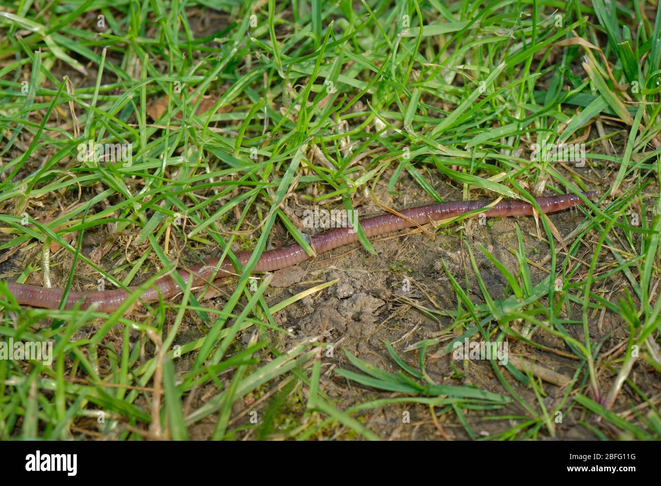 Earthworm (Lumbricus terrestris) crawling over a garden lawn, Wiltshire, UK, April. Stock Photo
