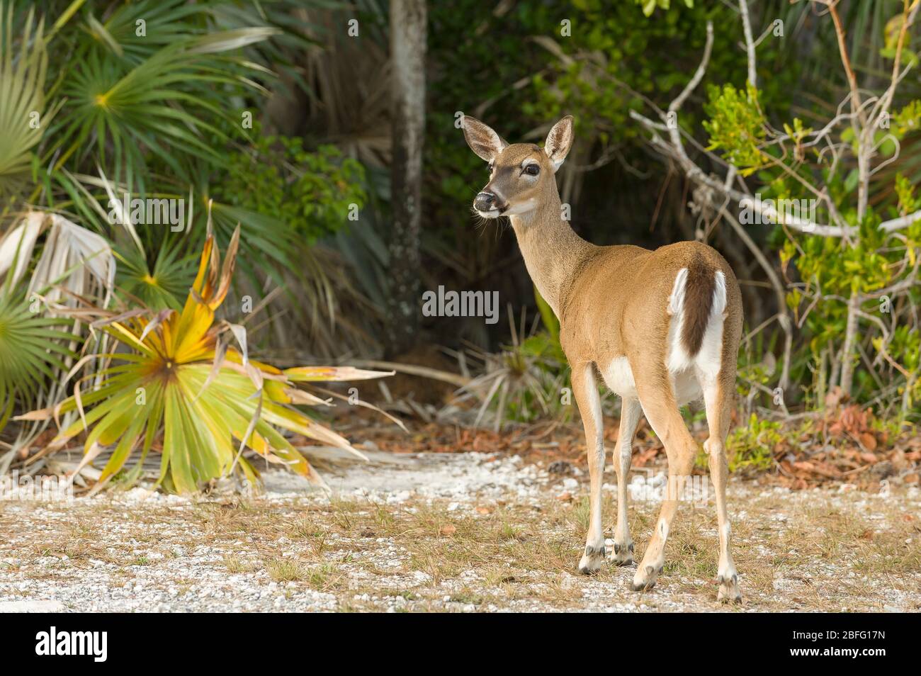Key Deer (Odocoileus virginianus clavium). Big Pine Key, Florida keys