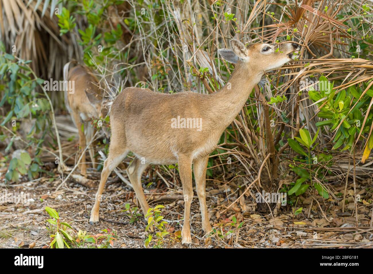 Key Deer (Odocoileus virginianus clavium). Big Pine Key, Florida keys