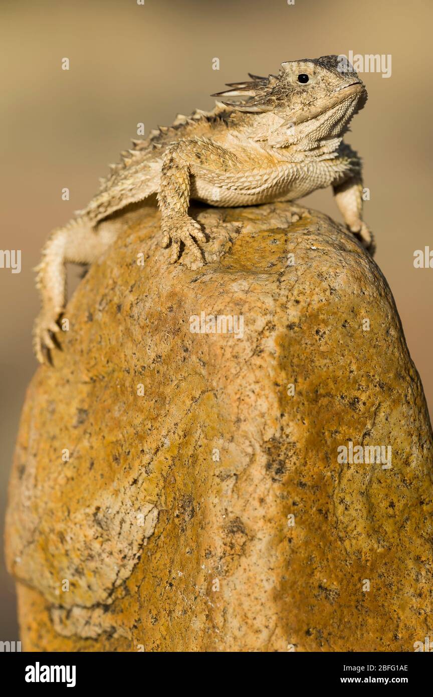 Regal Horned Lizard (Phrynosoma solare), Arizona, USA, by Dominique Braud/Dembinsky Photo Assoc Stock Photo