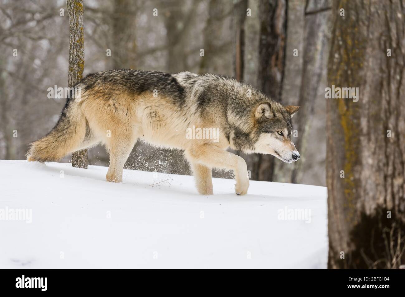 Gray Wolf, winter, North America, by Dominique Braud/Dembinsky Photo Assoc Stock Photo