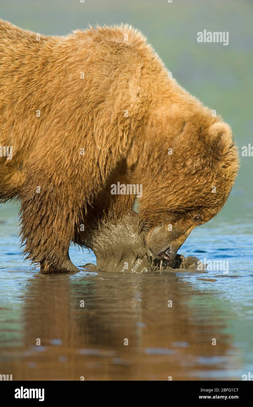 Coastal Brown Bear, Grizzly (Ursus arctos), Lake Clark National Park and Preserve, Alaska, USA, by Dominique Braud/Dembinsky Photo Assoc Stock Photo