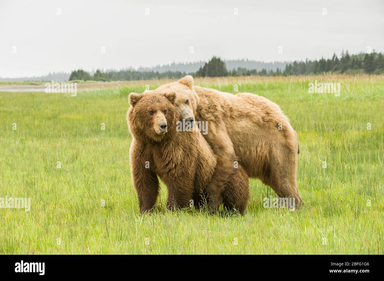 Coastal Brown Bear, Grizzlys (Ursus arctos), Lake Clark National Park and Preserve, Alaska, USA, by Dominique Braud/Dembinsky Photo Assoc Stock Photo