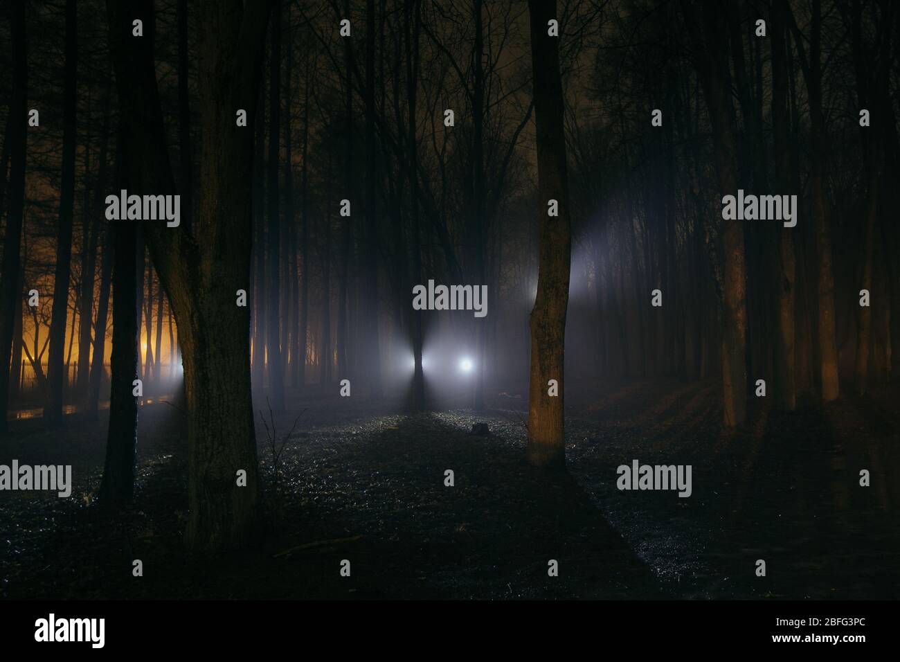 Dark and spooky foggy forest at night Stock Photo