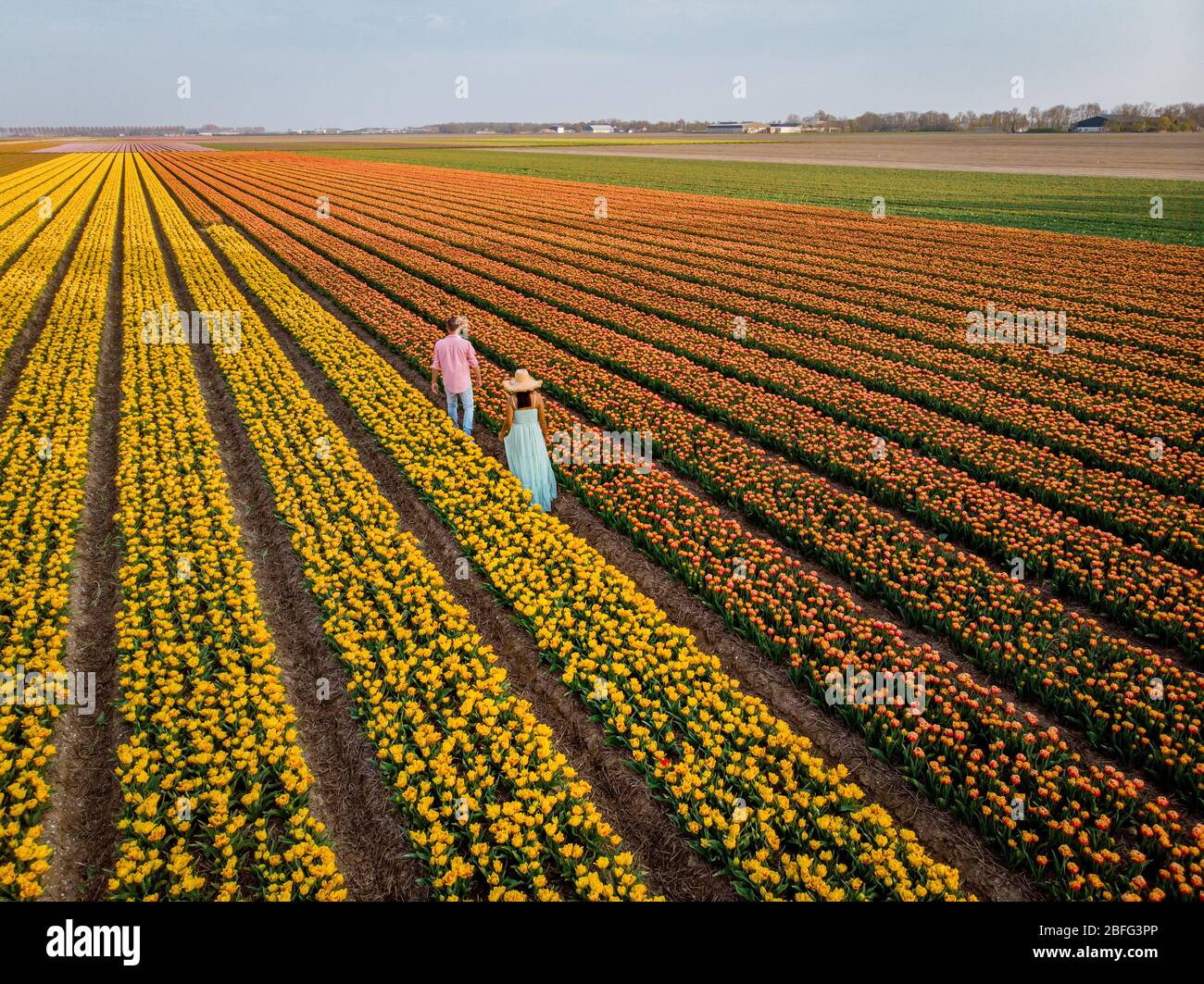 drone view of couple in flower field , tulip field during sunset, men and woman walking in tulip field in the Netherlands Noordoostpolder Stock Photo