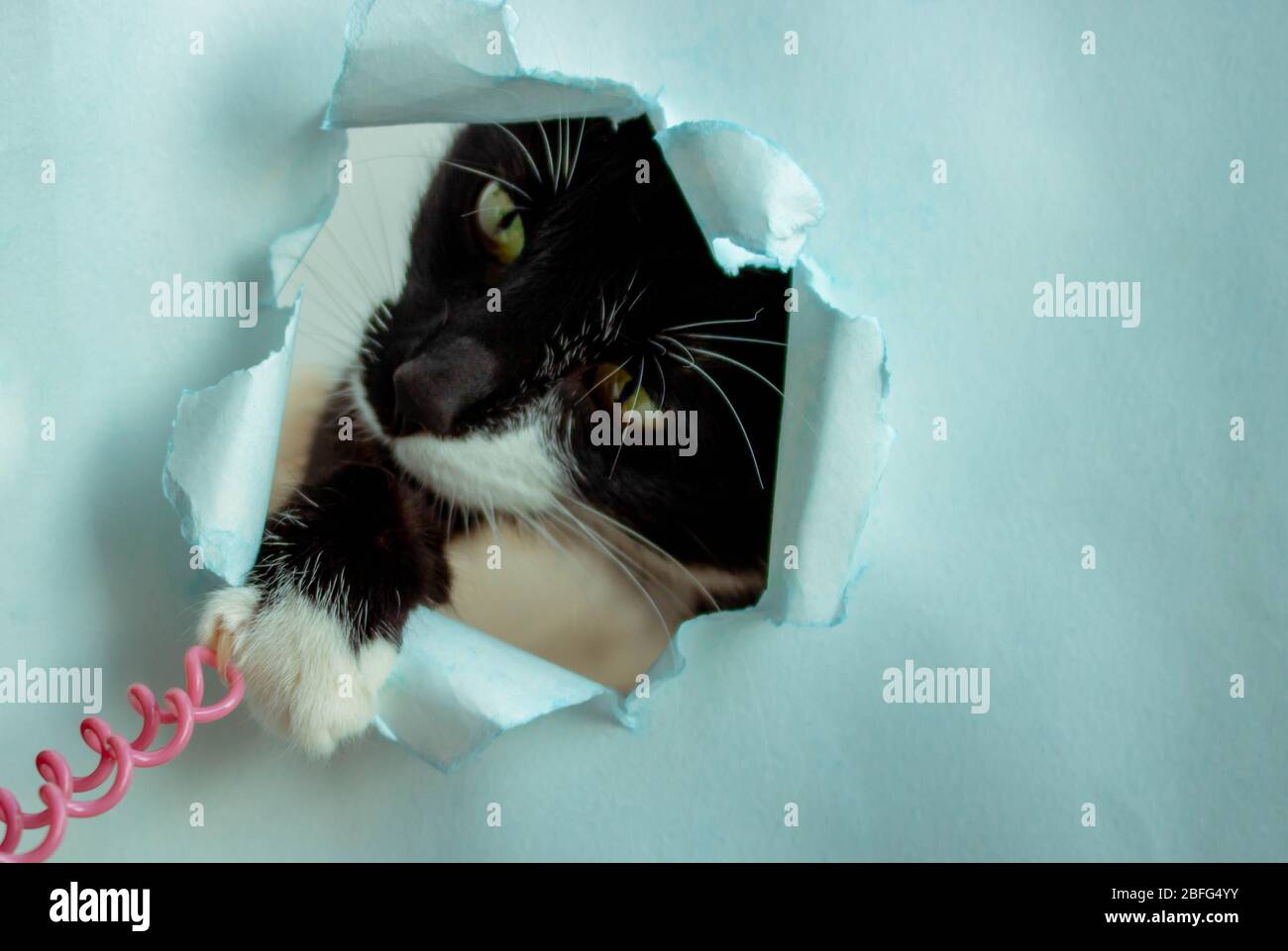 Funny black cat looks through a ragged hole in the blue paper. Game of hide. Naughty Pets and naughty Pets. A copy of the space Stock Photo