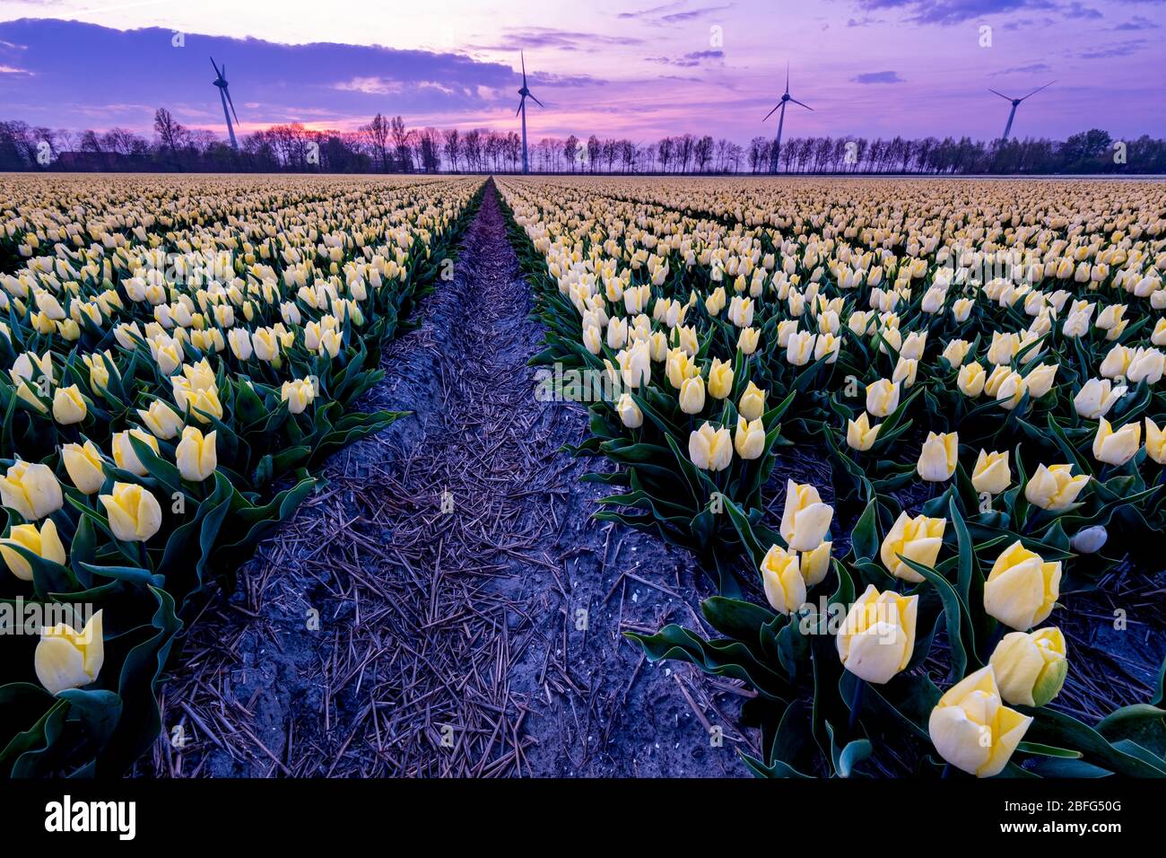 Tulip field during sunset in the Netherlands Noordoostpolder, coloful ...