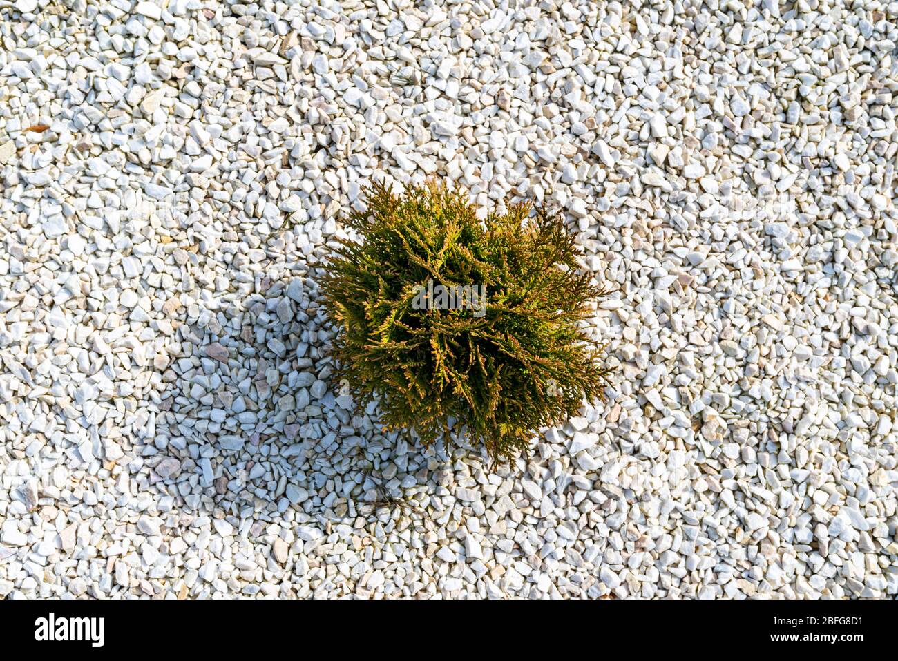 A small rocky area in front of the house with a plant inside and white decorative pebbles, top view. Stock Photo