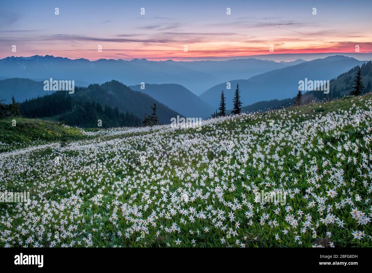 Avalanche lilies below Obstruction Point Road on Hurricane Ridge in Olympic National Park, Washington. Stock Photo