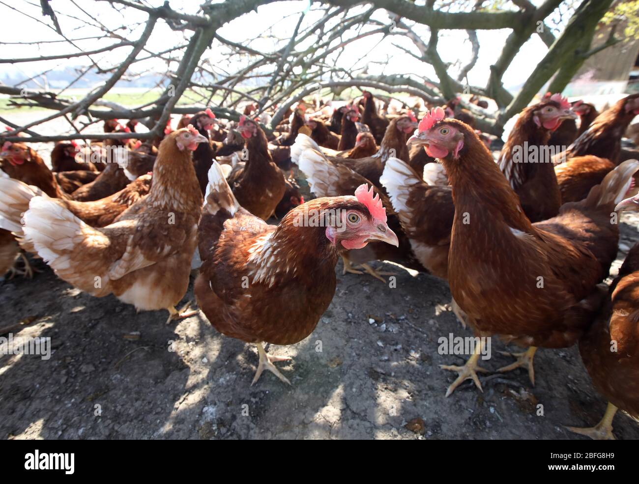 Free-range laying hens, breed Lohmann braun, Burghausen, Upper Bavaria, Bavaria, Germany Stock Photo