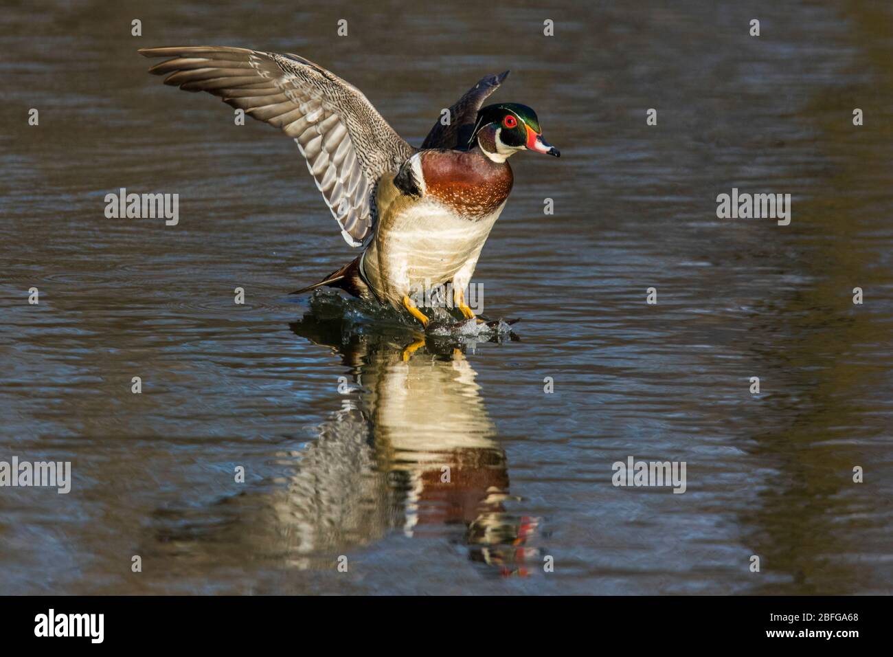 wood duck landing in spring Stock Photo Alamy