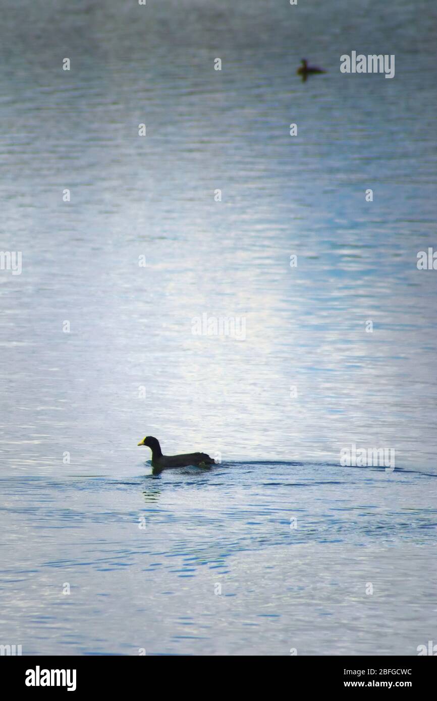Red-gartered coot (Fulica armillata) swimming in the waters of lake La Florida, in San Luis, Argentina. Stock Photo