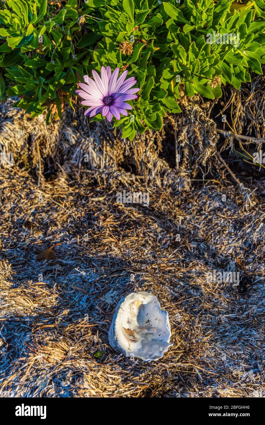 Afternoon light rakes across a green bush and gorgeous purple bloom next to an oyster shell on the shore of St Helens Bay in Tasmania. Stock Photo