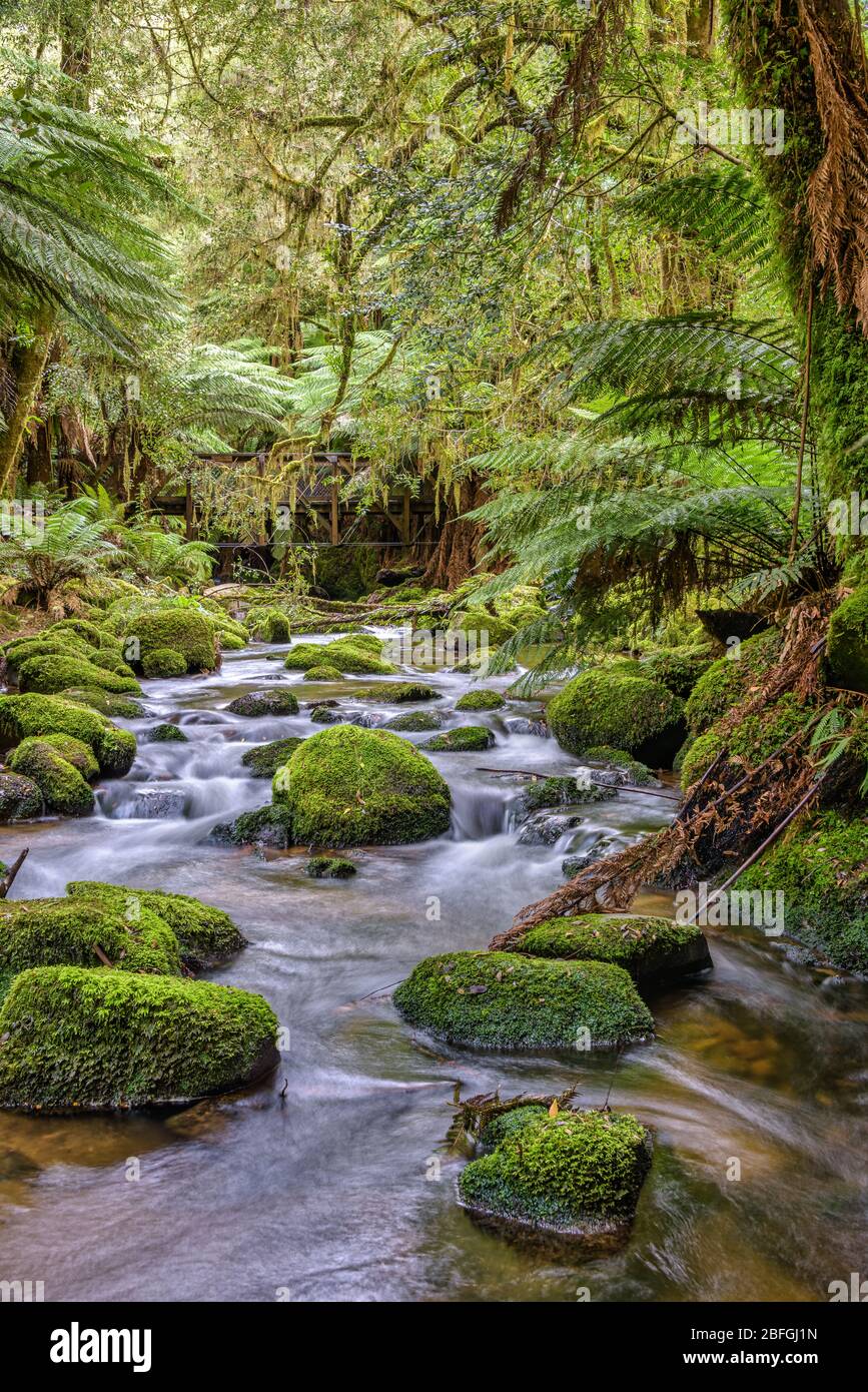 Stream flowing gently around moss-covered rocks through lush temperate rainforest of  the St columba Falls Gorge in Tasmania. Stock Photo