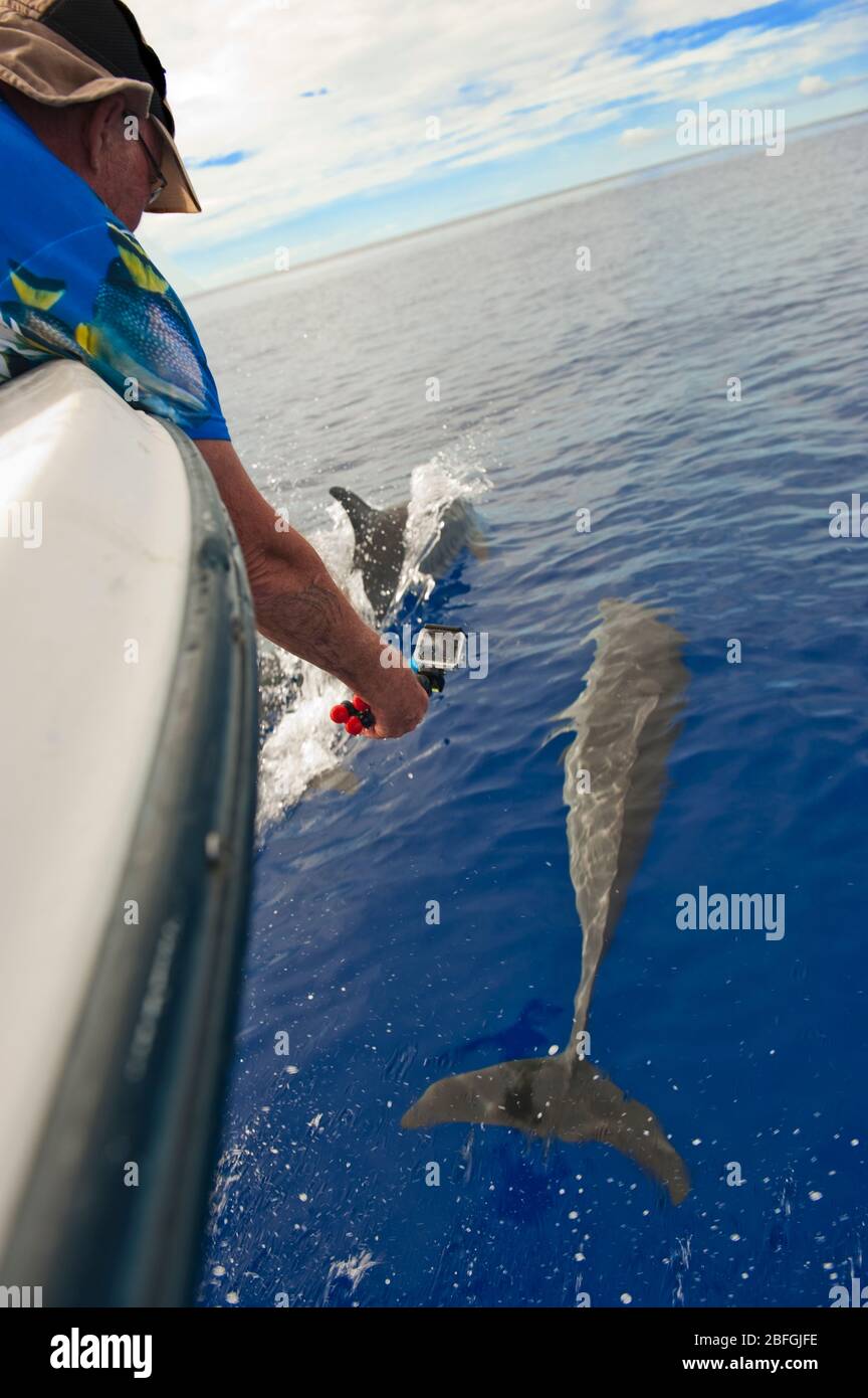 Urlauber fotografiert Delphin vom Boot ais, Pazifik, Südsee Stock Photo