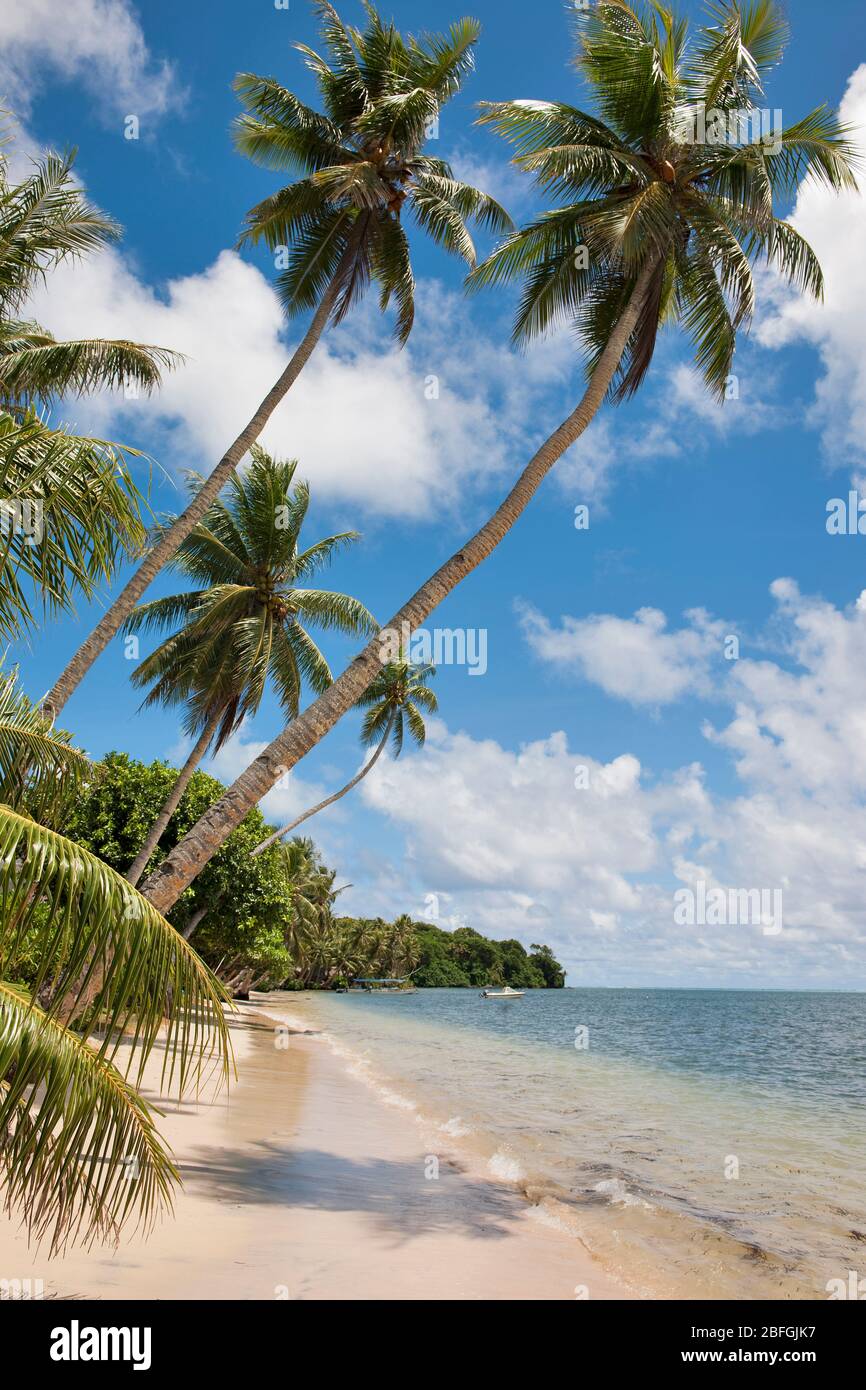 Palmenstrand in der Südsee, Pazifik Stock Photo