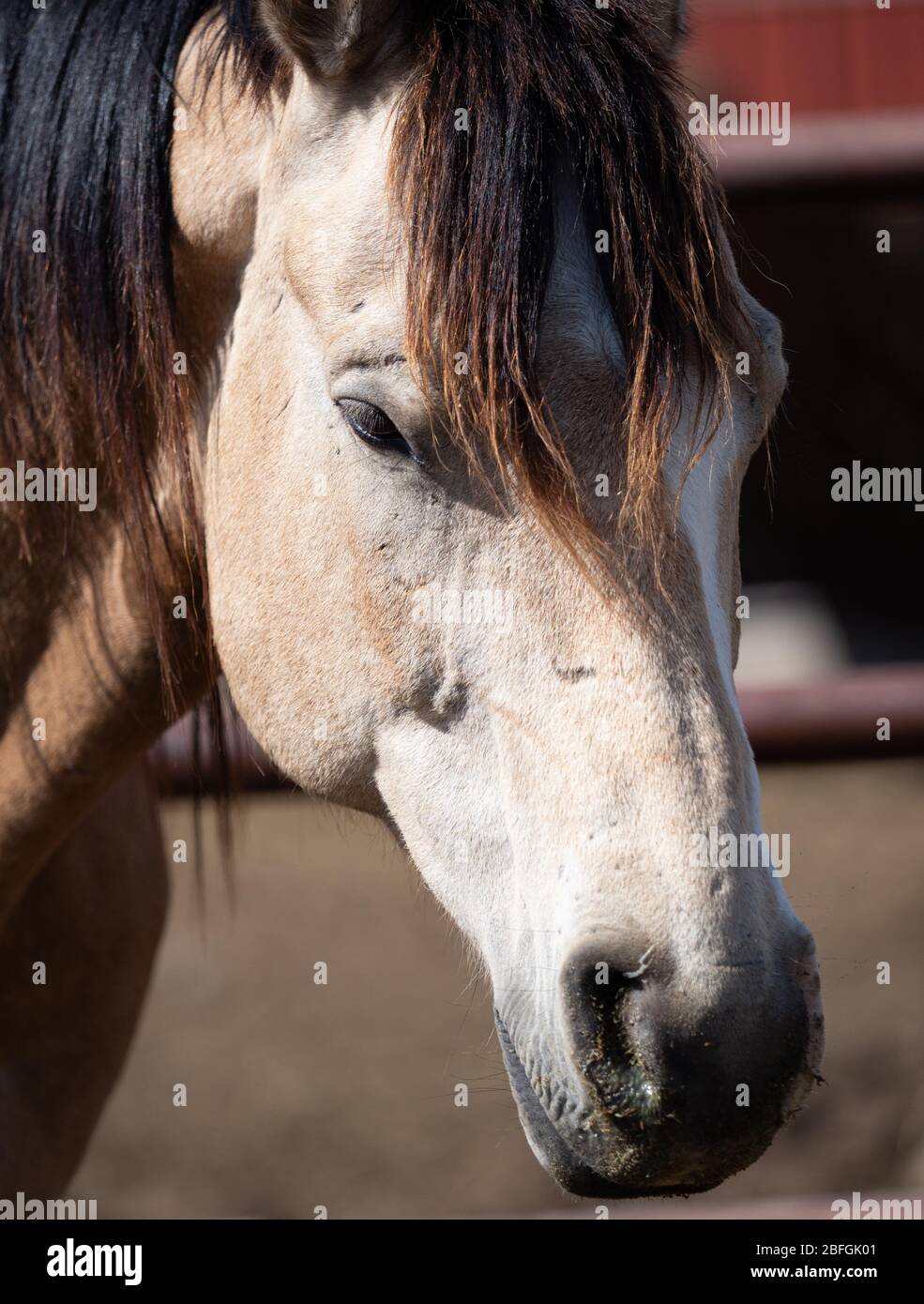 Buckskin Horse High Resolution Stock Photography And Images Alamy