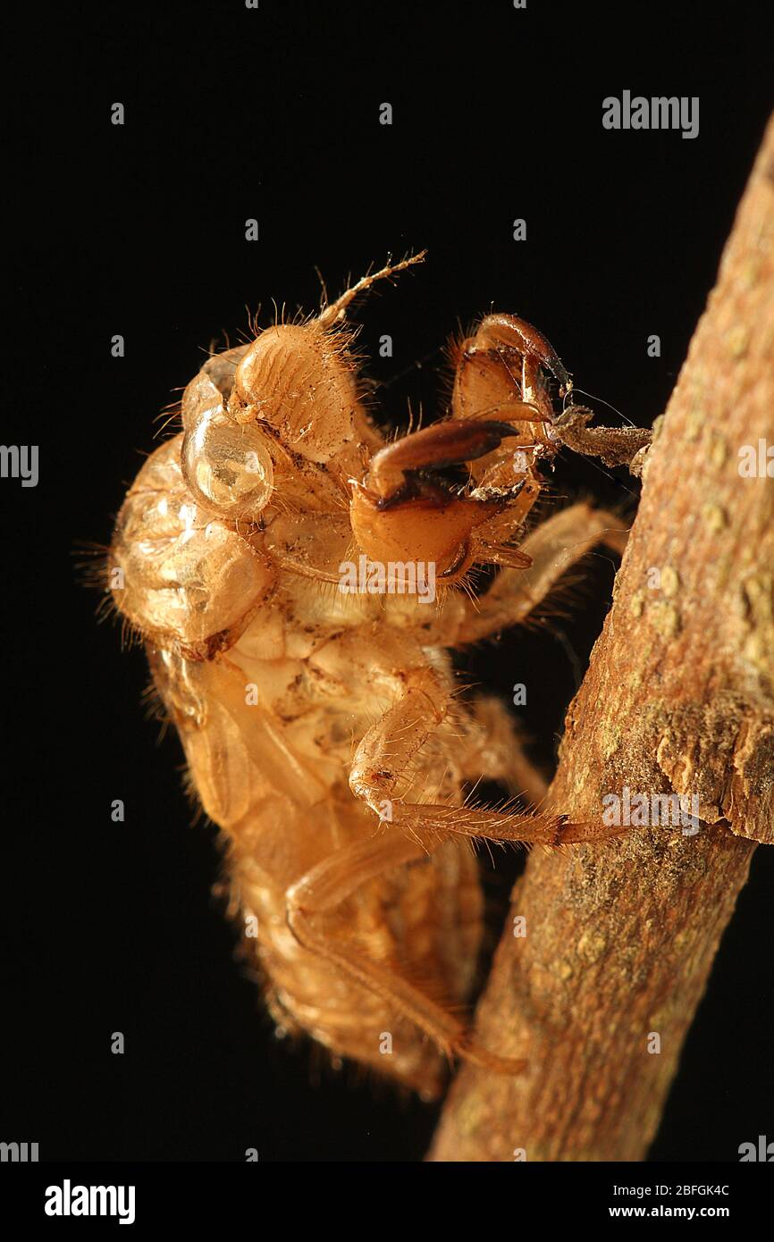 Cicada exoskeleton hires stock photography and images Alamy