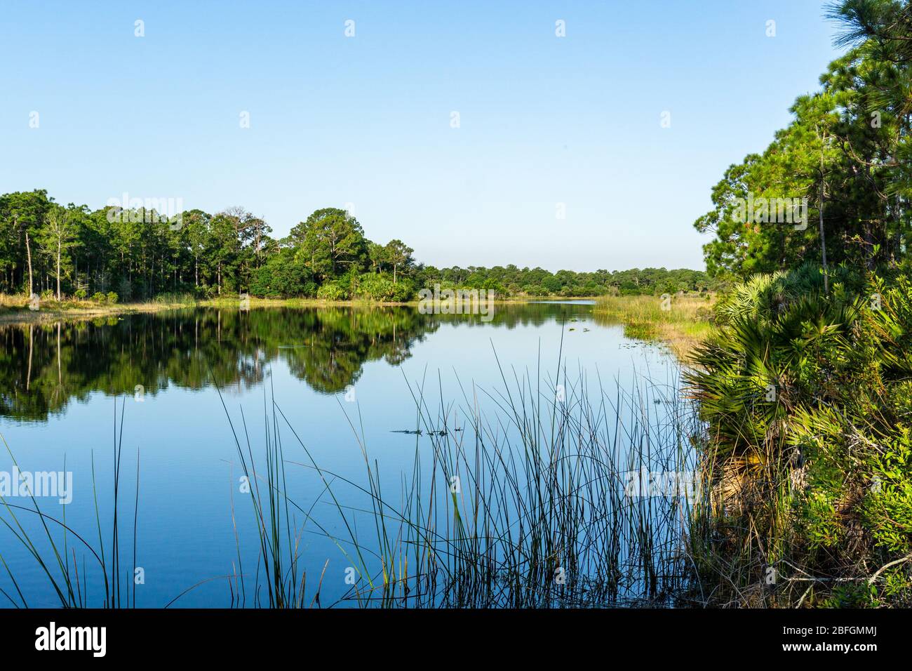 Green pine trees reflected on a smooth lake with clear blue skies, Halpatiokee Regional Park, Stuart, Florida, USA Stock Photo