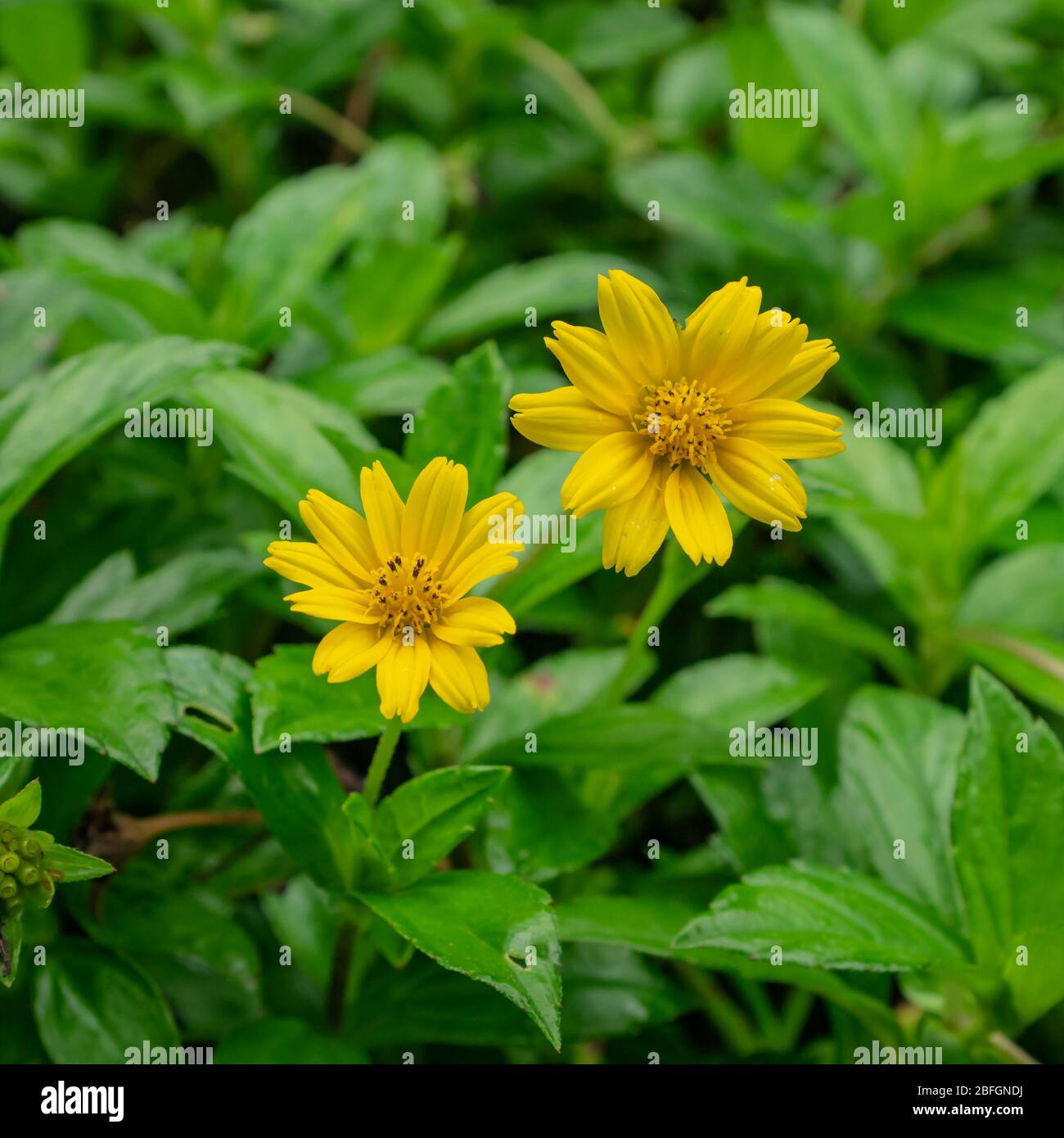 The close up of beautiful yellow niger flower (guizotia abyssinica) in garden. Stock Photo