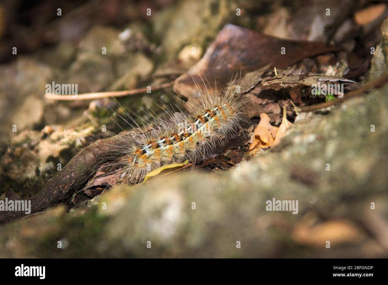 https://c8.alamy.com/comp/2BFGNDP/caterpillar-covered-in-urticating-hairs-as-a-defense-mechanism-spotted-in-a-forest-in-san-luis-argentina-2BFGNDP.jpg