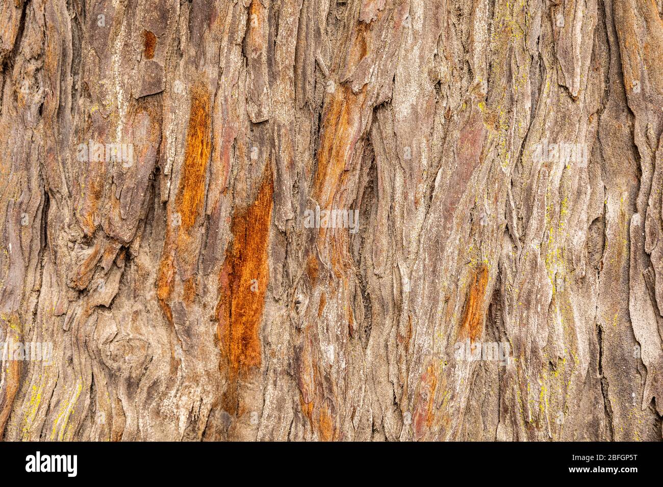 Close focus on texture of old hardwood tree, rough bark damage and cracking out from trunk Stock