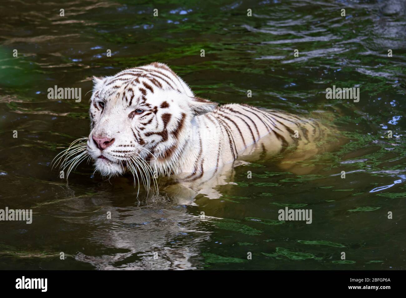 While tiger while swimming on river water. white tiger or bleached ...