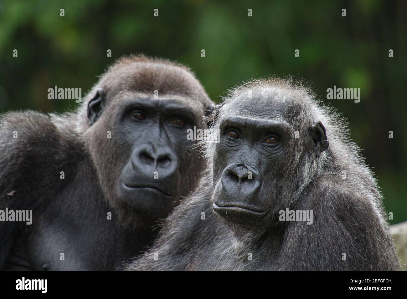 portrail of an old couple of gorillas with green background Stock Photo
