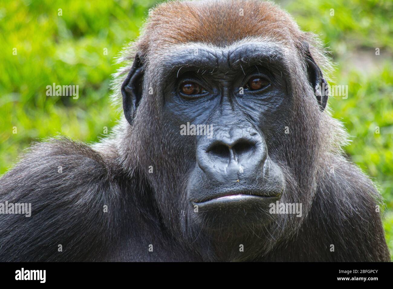 portrail of gorilla with green background Stock Photo