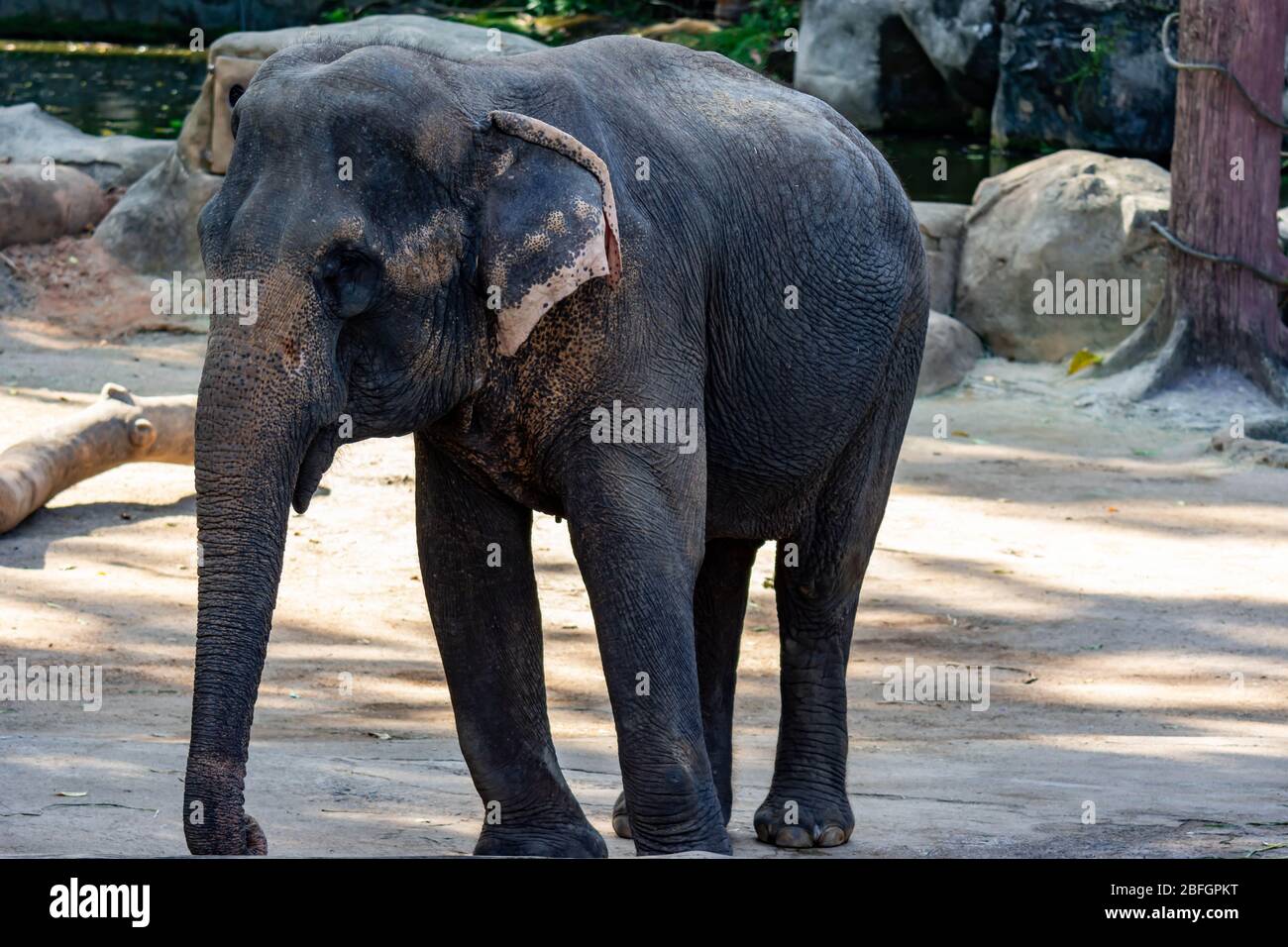 The Asian elephant, also called Asiatic elephant, is the only living species of the genus Elephas and is distributed throughout the Indian subcontinen Stock Photo