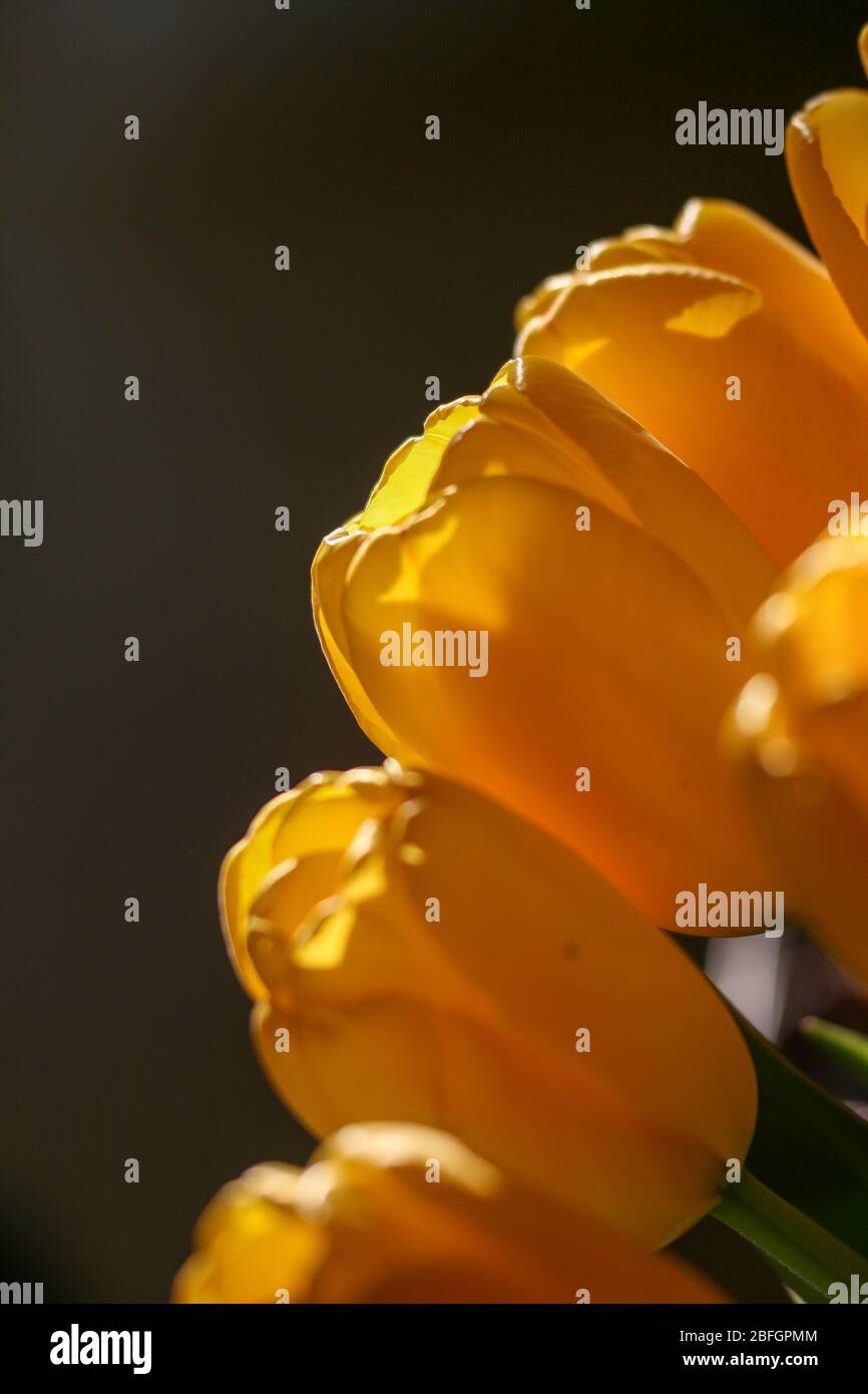 details of a tulip blooming in yellow in backlight Stock Photo - Alamy