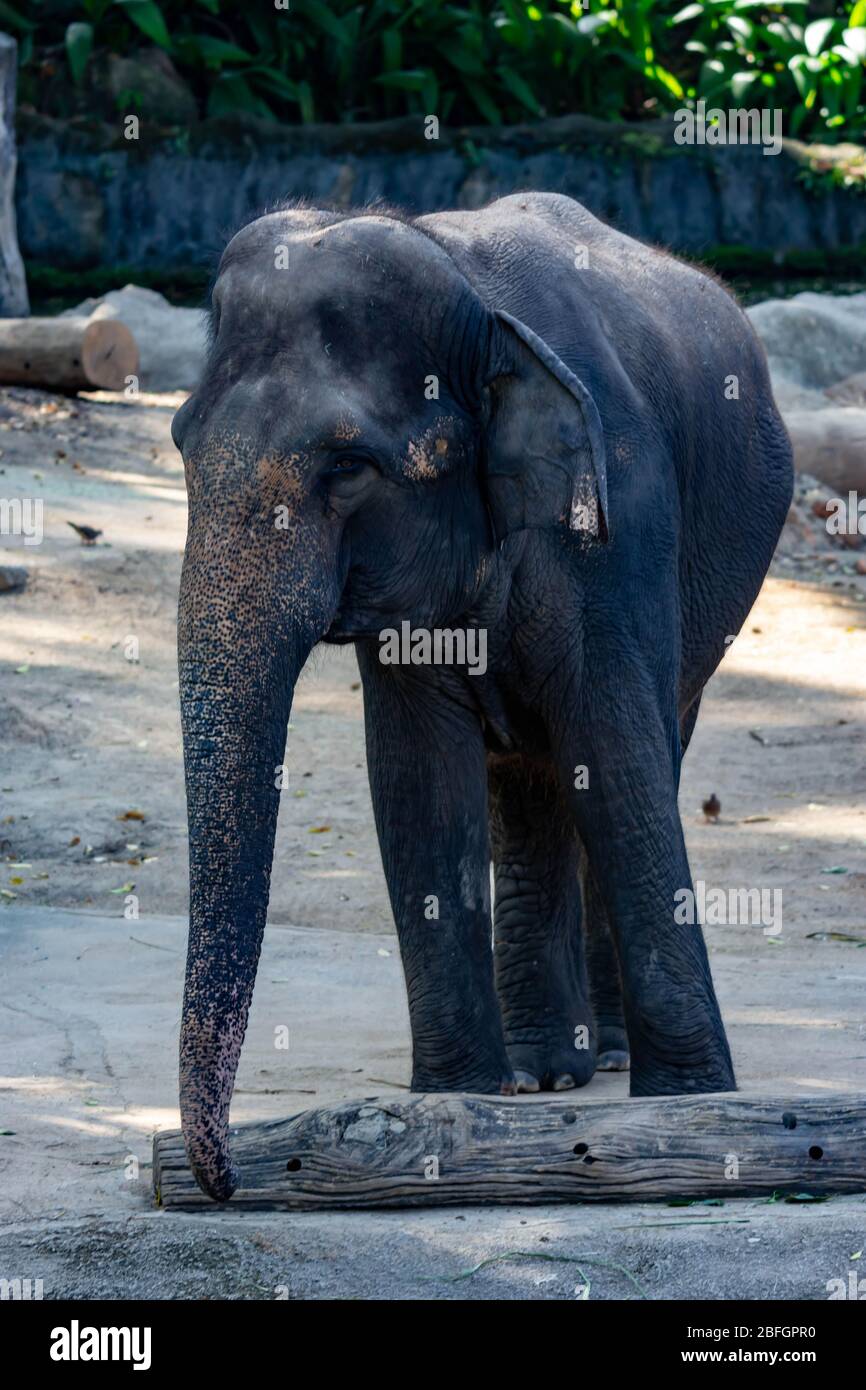 The Asian elephant, also called Asiatic elephant, is the only living species of the genus Elephas and is distributed throughout the Indian subcontinen Stock Photo