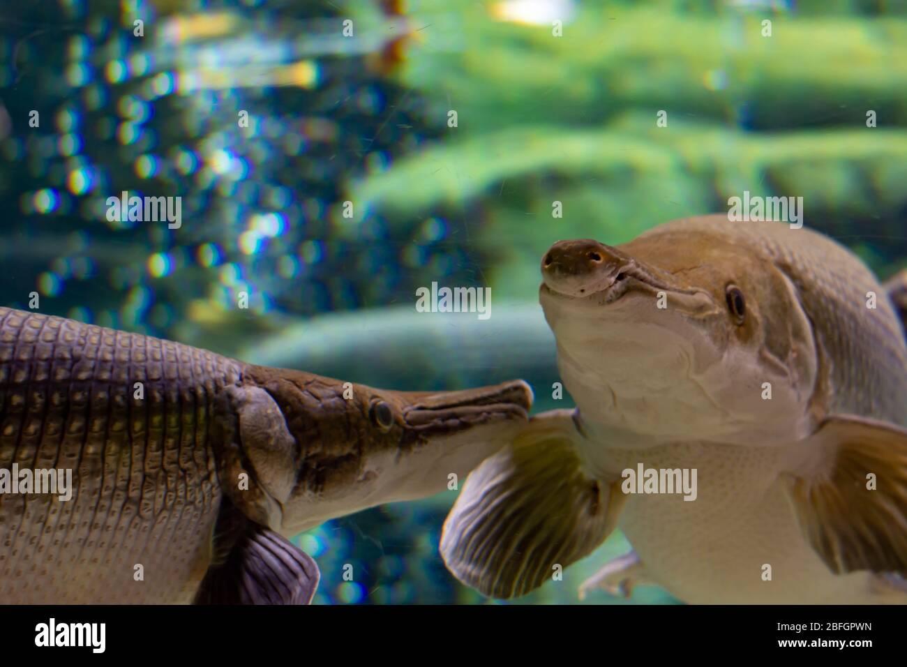 alligator gar is a ray-finned euryhaline fish related to the bowfin in the infraclass Holostei. It is the largest species in the gar family Stock Photo